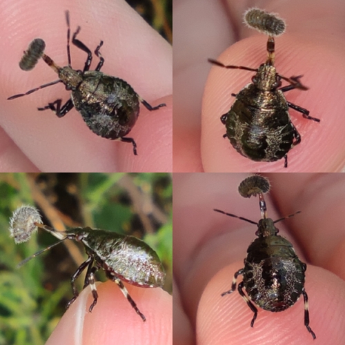 Spiny Shield Bug