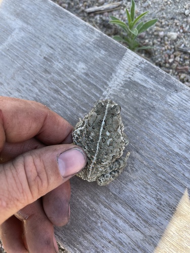 Woodhouse's Toad