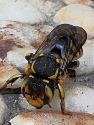 Florentine Woolcarder Bee