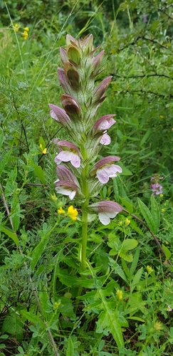 Acanthus hungaricus