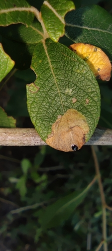 Trachys minutus