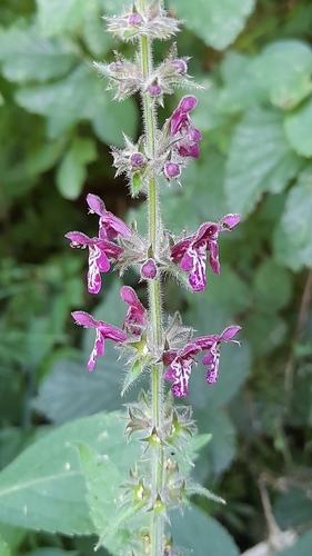 hedge woundwort