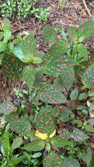 Hypoestes phyllostachya