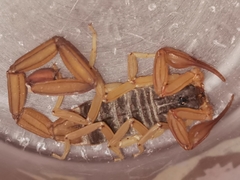 Centruroides ochraceus