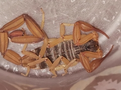 Centruroides ochraceus