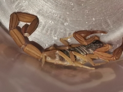 Centruroides ochraceus