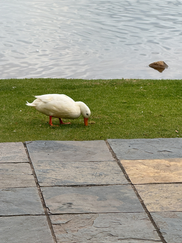 Domestic Mallard