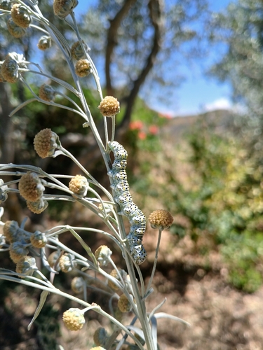 Cucullia tanaceti