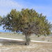 Juniperus saltillensis - Photo (c) Juan Cruzado Cortés,  זכויות יוצרים חלקיות (CC BY-SA), הועלה על ידי Juan Cruzado Cortés