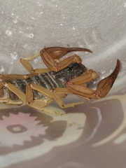 Centruroides ochraceus