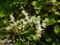 Sedum ternatum