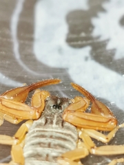 Centruroides ochraceus