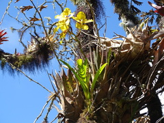 Cyrtochilum macranthum
