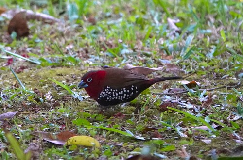 iNaturalist image