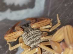 Centruroides ochraceus