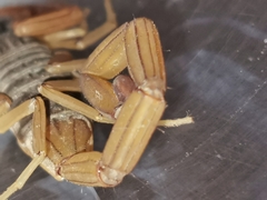 Centruroides ochraceus