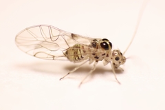 Teliapsocus conterminus