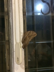 Eryphanis automedon