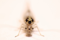 Teliapsocus conterminus
