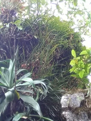 Maxillaria tenuifolia