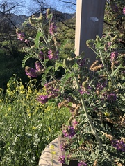 Astragalus brauntonii