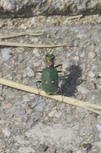Green Tiger Beetle