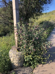 Astragalus brauntonii