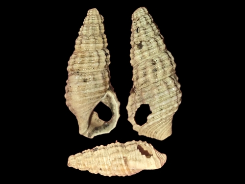 Cerithium coralium observed 2026-06-19