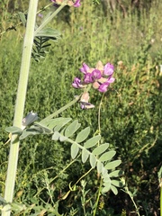 Astragalus brauntonii