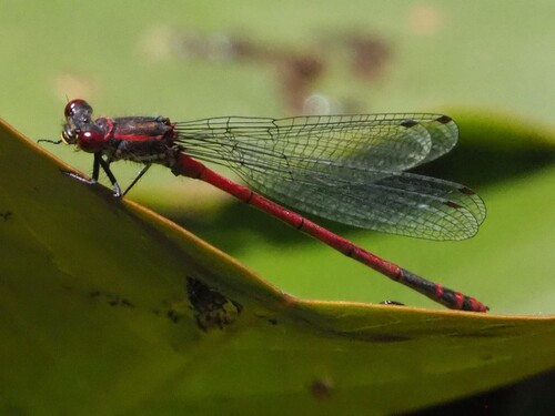 Large Red Damselfly