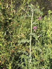 Astragalus brauntonii