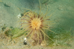 Ceriantheopsis