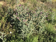 Astragalus brauntonii
