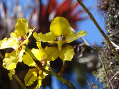 Cyrtochilum macranthum