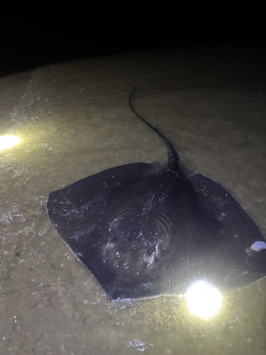 Roughtail stingray (Bathytoshia centroura) — Dasyatidae