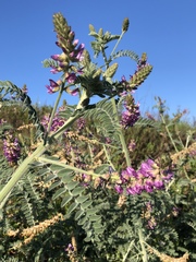 Astragalus brauntonii