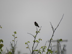 Calypte anna