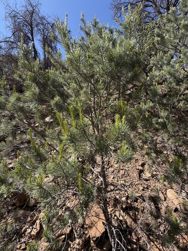 Pinus discolor, photograph 4