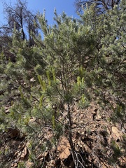 (c) Daniel McNair, some rights reserved (CC BY) Pinus discolor, photograph (c) Daniel McNair, some rights reserved (CC BY)