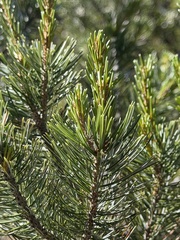 (c) Daniel McNair, some rights reserved (CC BY) Pinus discolor, photograph (c) Daniel McNair, some rights reserved (CC BY)