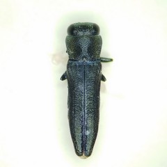 Agrilaxia