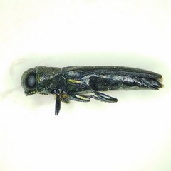 Agrilaxia