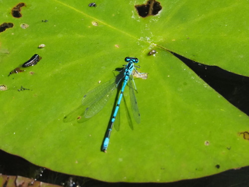 Azure Damselfly