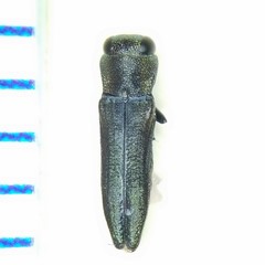 Agrilaxia