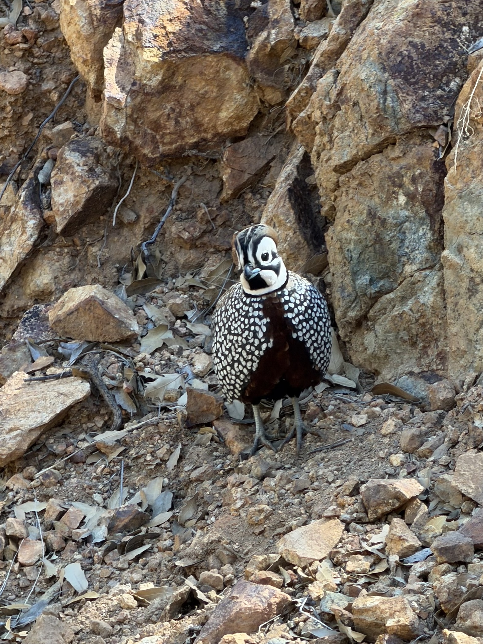 Montezuma Quail (Cyrtonyx montezumae), photo 2