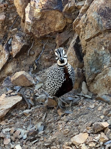 Montezuma Quail (Cyrtonyx montezumae)