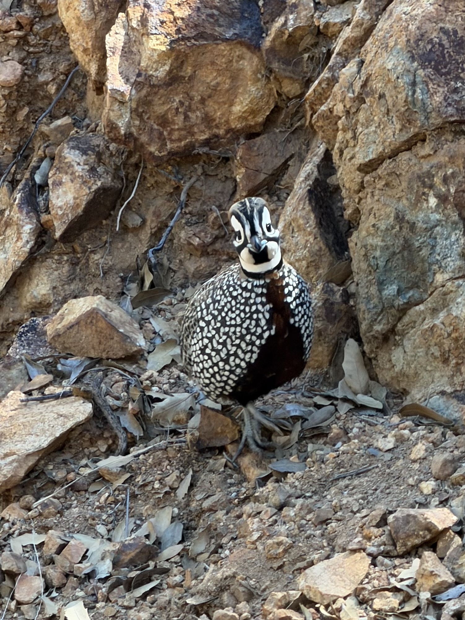 Montezuma Quail (Cyrtonyx montezumae), photo 1