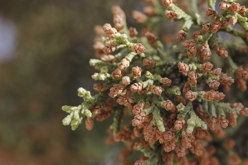 Saltillo juniper