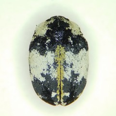 Anthrenus thoracicus