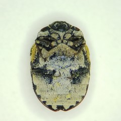 Anthrenus thoracicus